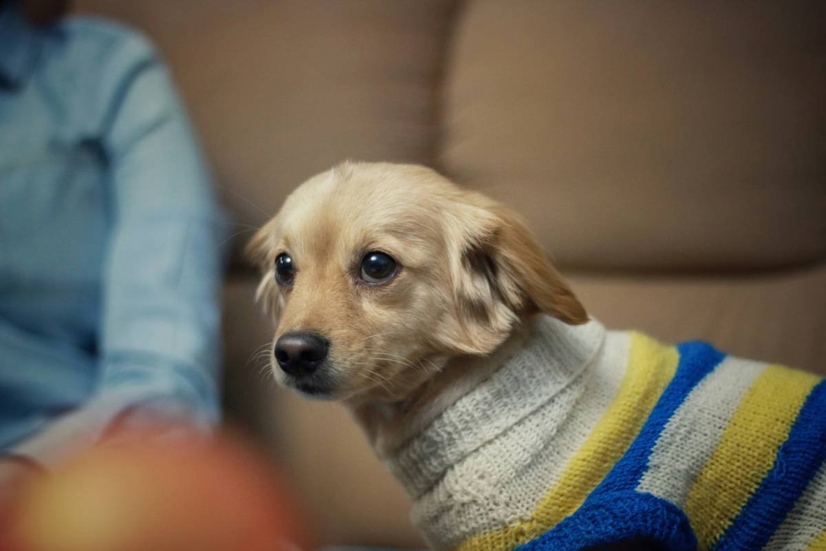 How to Get Pet Clothing Fit Right Every Time: The Ultimate Pet Clothing Fit Guide for Smart Owners
