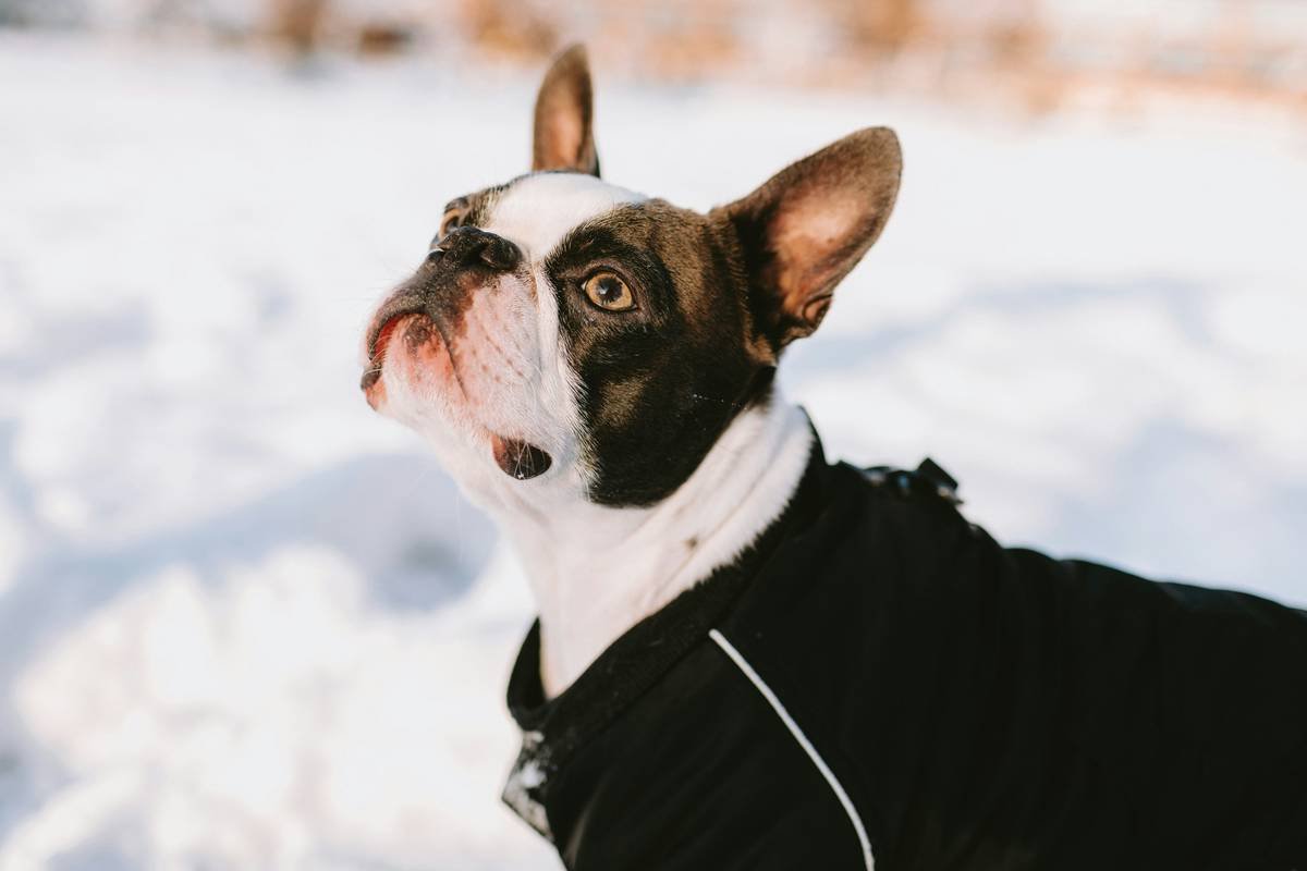 Infographic comparing heat retention in traditional vs. temperature adaptive pet wear materials