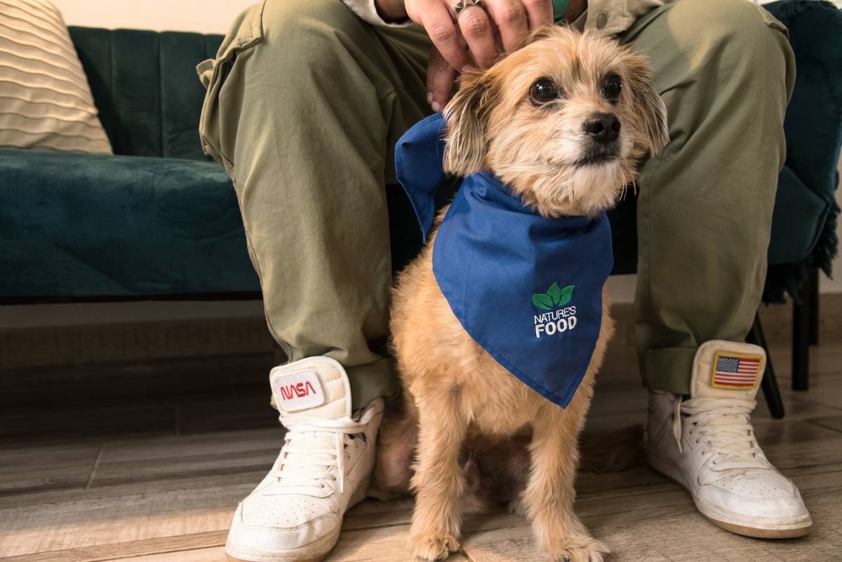 Infographic comparing traditional GPS collars vs. GPS pet shirts showing weight, comfort, retention rate, and connectivity