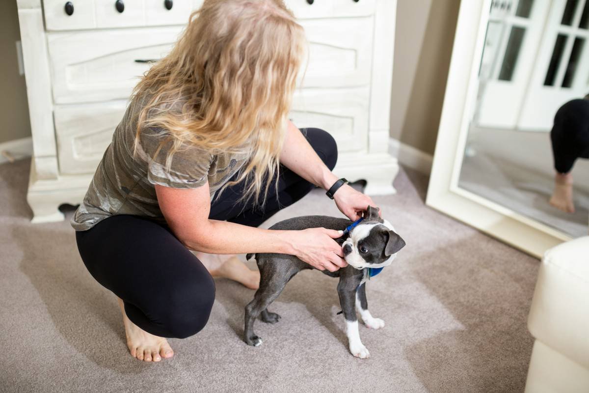 Infographic showing correct measurement points for dog smart clothing: neck circumference, chest girth behind front legs, and back length from base of neck to tail base.