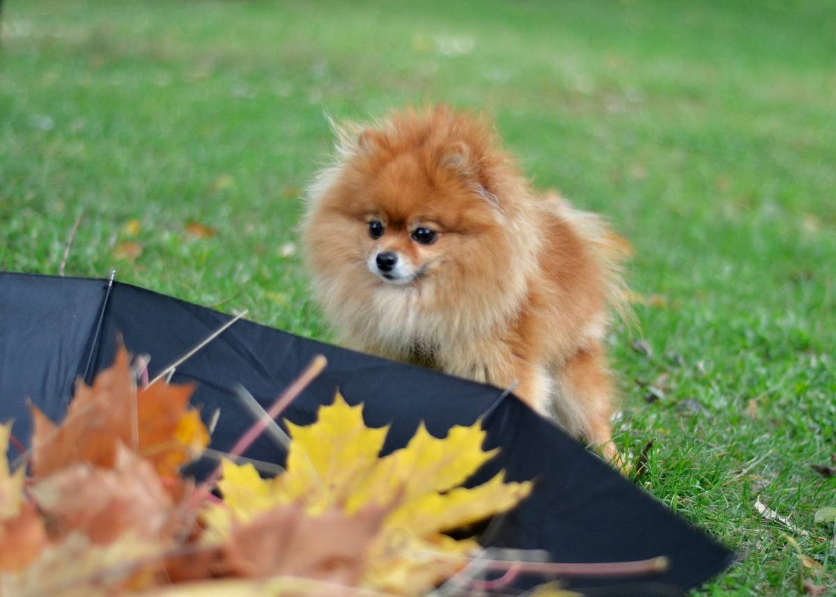 Infographic showing how phase-change materials, moisture-wicking fabric, and breathable membranes work together in weather adaptive pet clothing