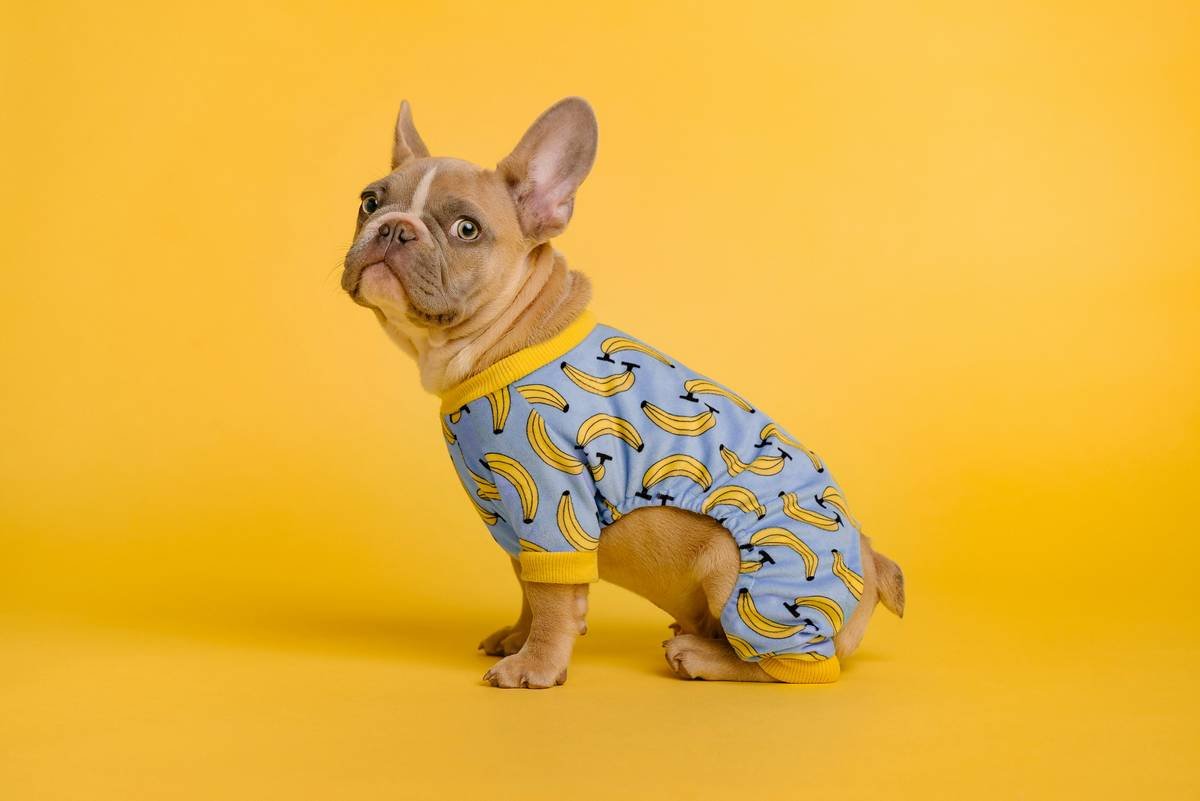 Infographic showing key anatomy points for proper pet clothing fit: neck girth, chest depth, back length, and leg opening clearance