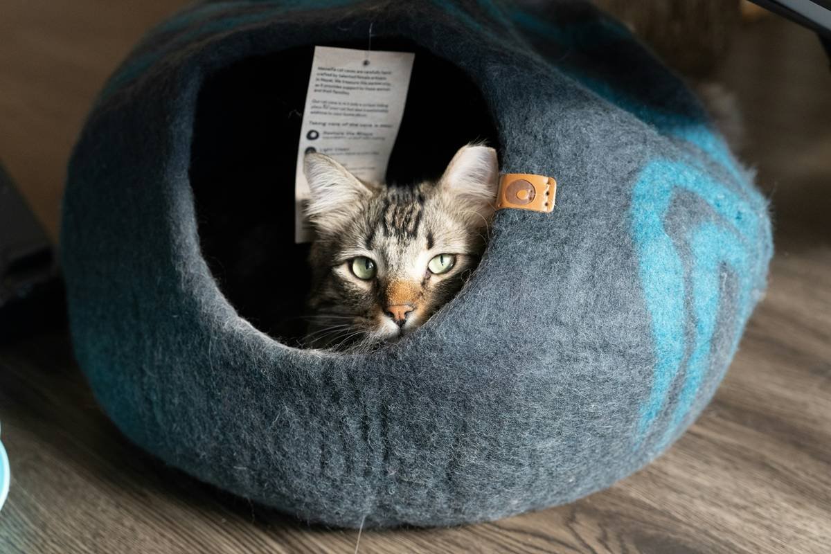 Infographic showing key features of effective smart pet comfort wear: breathable fabric, adjustable fit, therapeutic compression zones, non-slip grips, and vet-approved certifications.