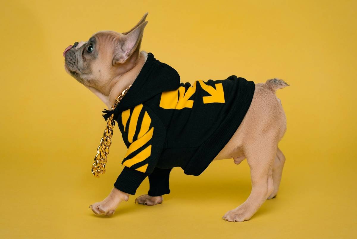 Infographic showing layers of smart pet clothing: outer moisture-wicking layer, middle phase-change material for temp regulation, inner hypoallergenic lining