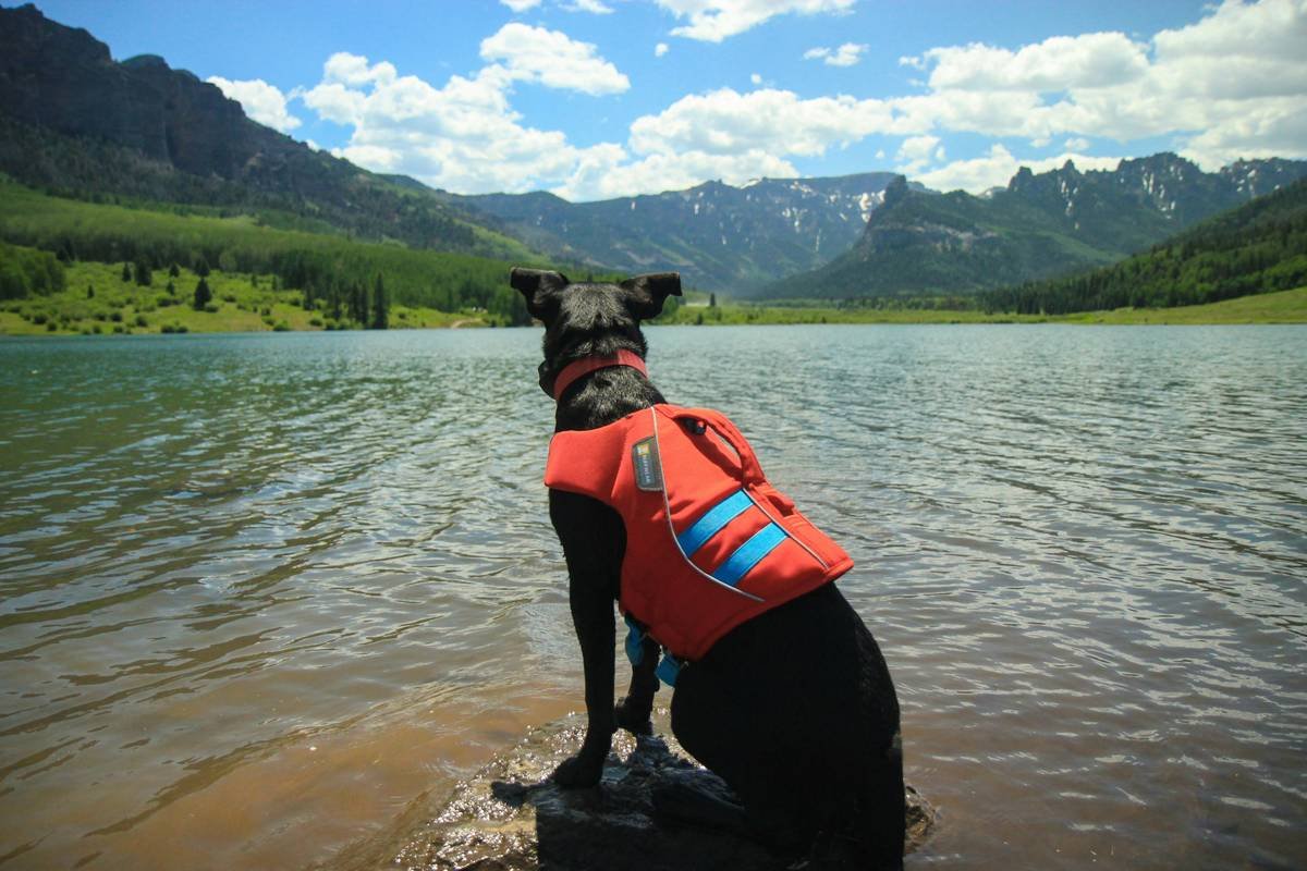 Is Your Dog Overheating? Why a Smart Cooling Pet Vest Might Be the Lifesaver You Didn’t Know You Needed