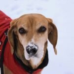 Is Your Dog Sweating in Winter? Why Smart Pet Climate Wear Isn’t Just a Gimmick