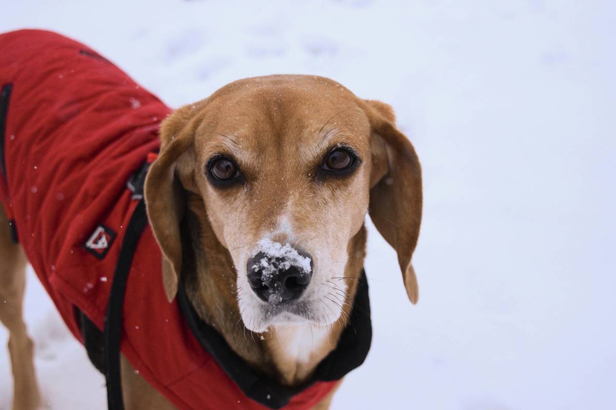 Is Your Dog Sweating in Winter? Why Smart Pet Climate Wear Isn’t Just a Gimmick