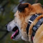 Is Your Pet Wearing a Fashion Statement—or a Lifesaver? Here’s Why You Need a Pet Clothing GPS Tracker