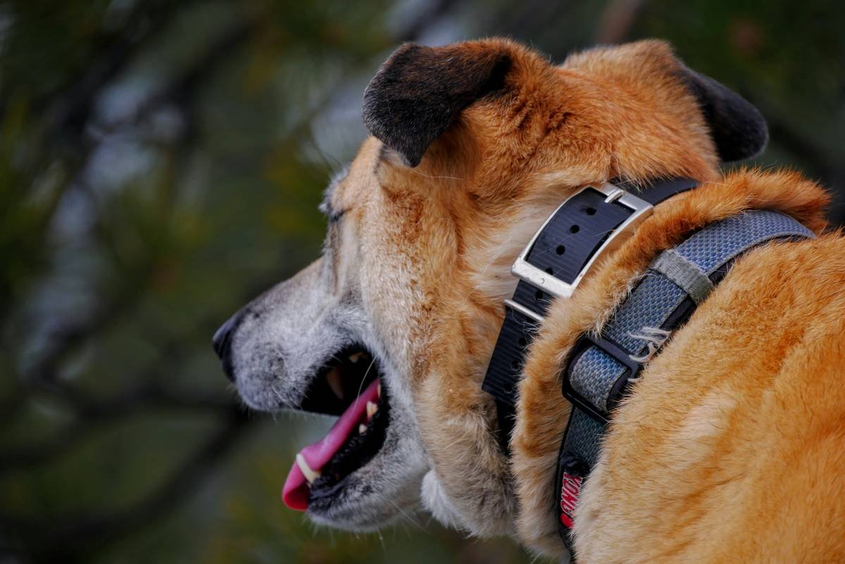 Is Your Pet Wearing a Fashion Statement—or a Lifesaver? Here’s Why You Need a Pet Clothing GPS Tracker