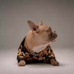 Is Your Pup Overheating in That Sweater? Here’s Why Comfort Smart Pet Wear Changes Everything