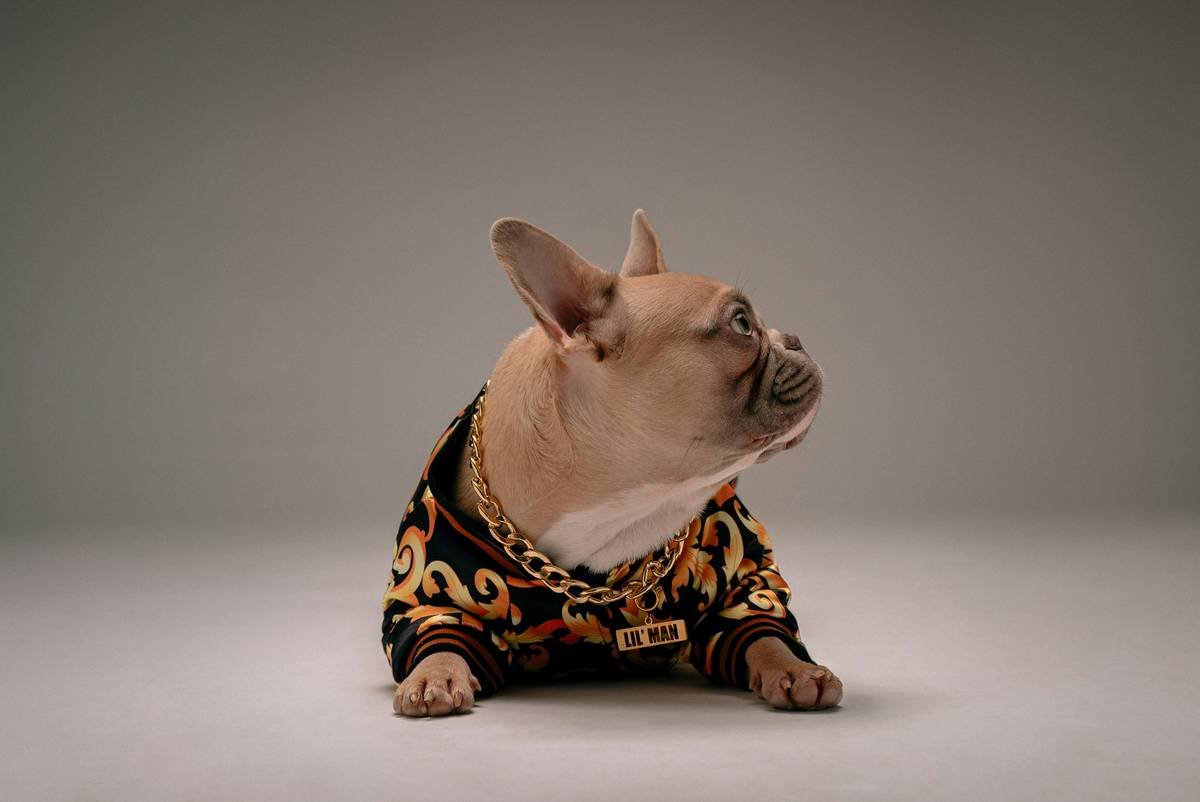 Is Your Pup Overheating in That Sweater? Here’s Why Comfort Smart Pet Wear Changes Everything