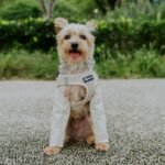 Lightweight Pet Apparel: Why Your Dog (and Cat) Deserve Smarter, Breathable Clothing