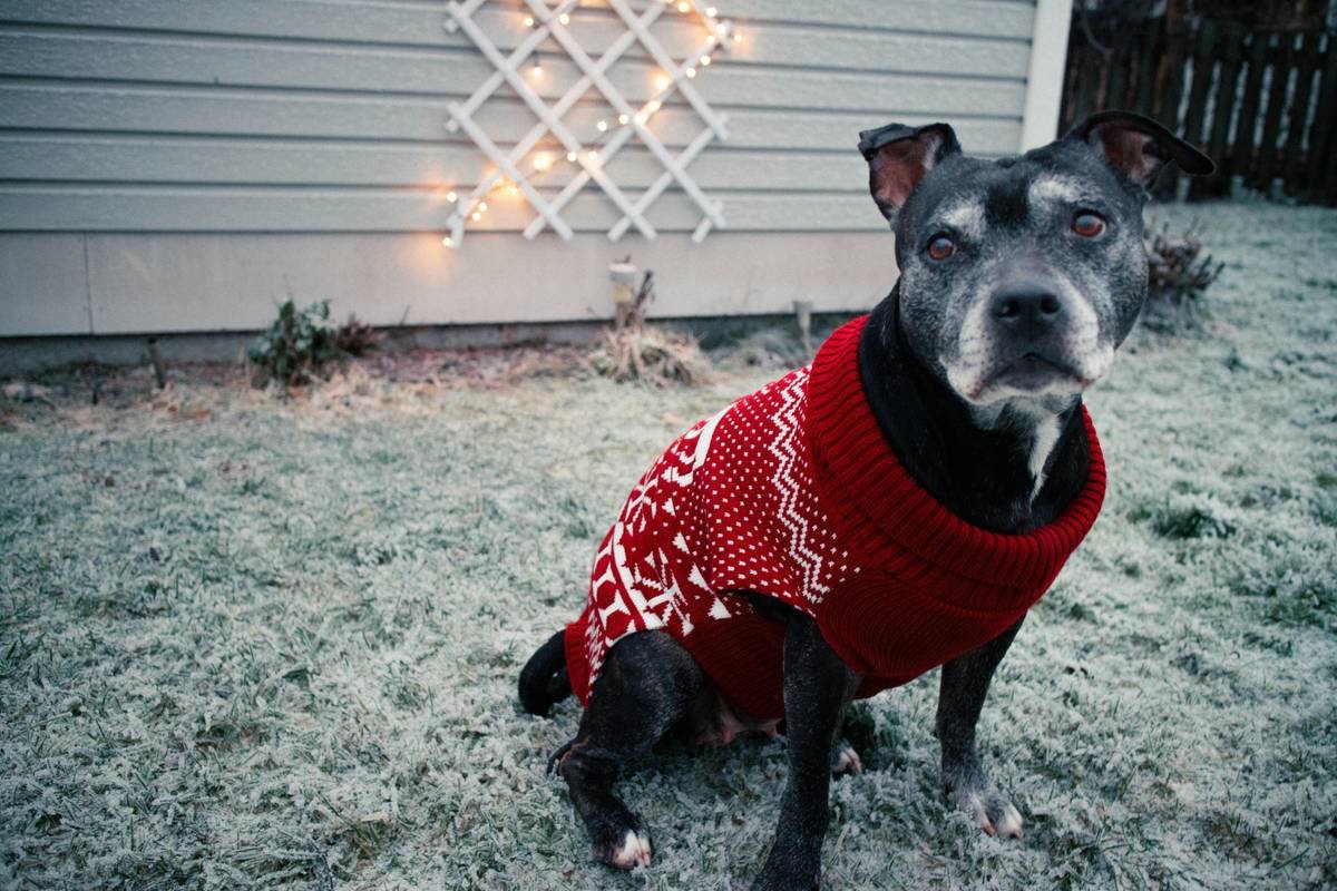 Penny the Staffy