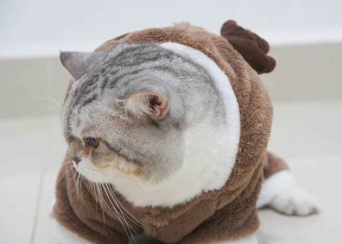 pet clothing sizing tips: How to Dress Your Dog (or Cat) Right—Without the Guesswork