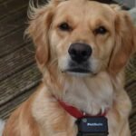 Real Time Pet GPS Wear: Your Dog’s Digital Lifeline (When “Fido!” Just Isn’t Enough)