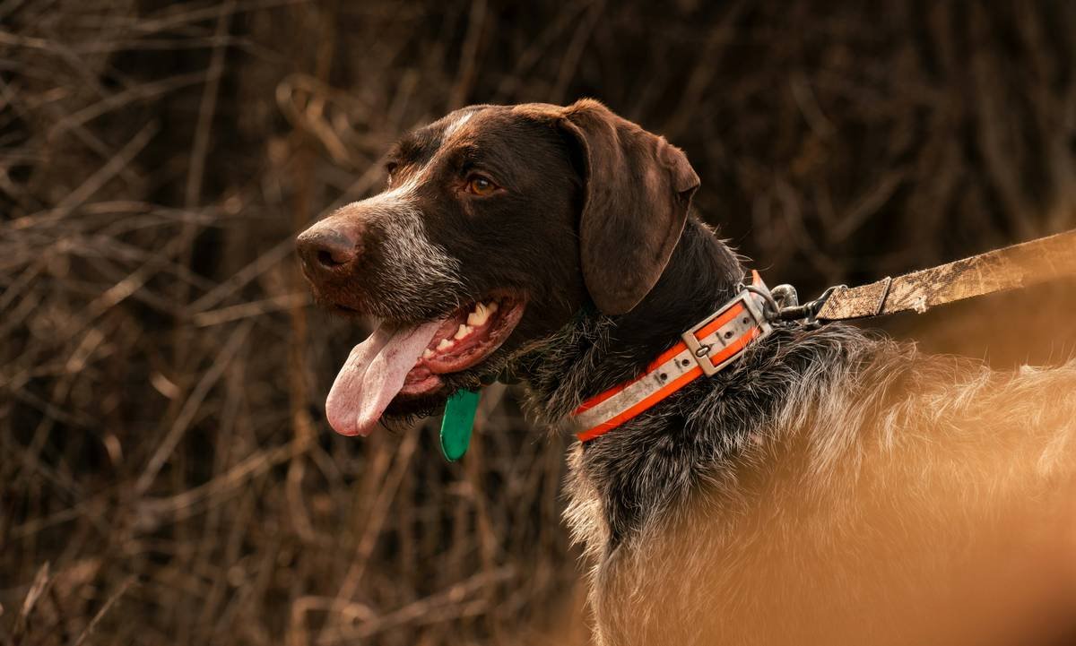 Side-by-side comparison: traditional GPS collar vs. integrated smart pet jacket showing size, bulk, and wearability differences