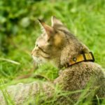 Smart Cat GPS Clothing: The Future of Feline Safety (Without the Annoying Collar Beep)