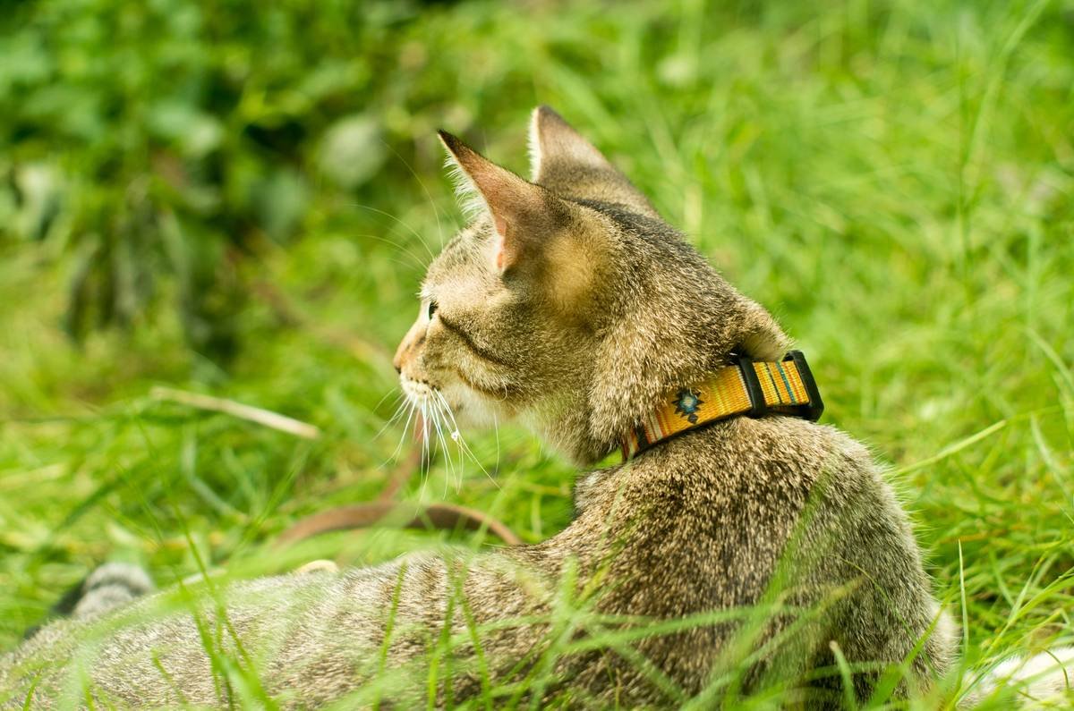Smart Cat GPS Clothing: The Future of Feline Safety (Without the Annoying Collar Beep)