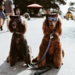 Summer Cooling Pet Wear: Your Dog’s Secret Weapon Against Heatstroke (Backed by Vet Science)
