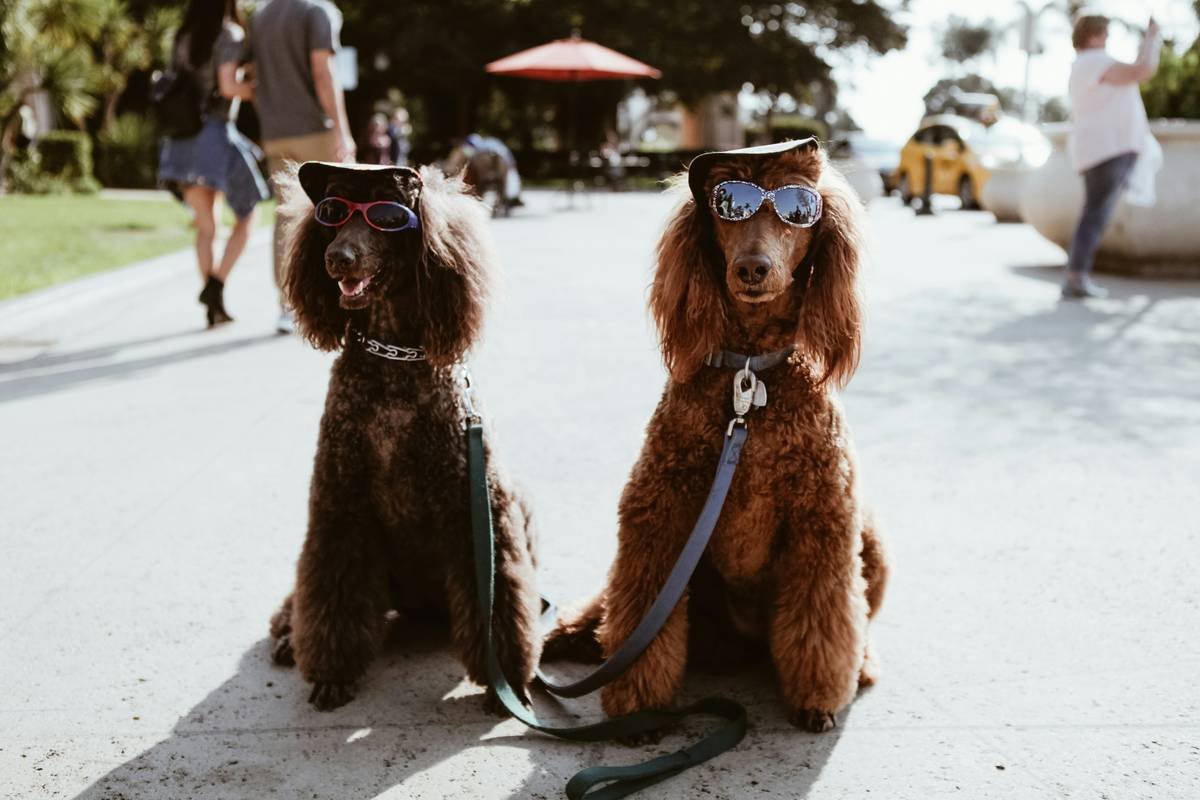 Summer Cooling Pet Wear: Your Dog’s Secret Weapon Against Heatstroke (Backed by Vet Science)