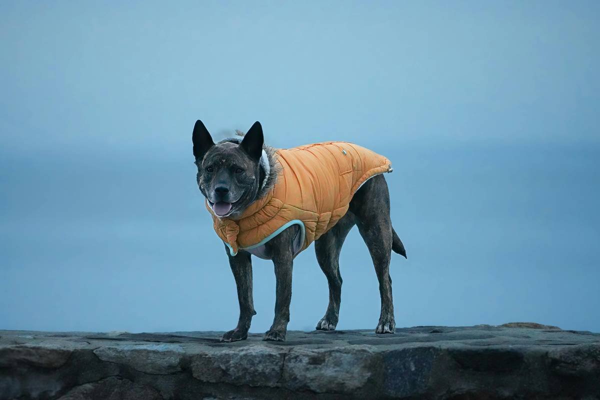 Temperature Adaptive Pet Wear: The Smart Clothing Revolution Every Pet Parent Needs