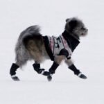 Temperature Balanced Pet Wear: The Smart Clothing Revolution Keeping Pets Comfortable Year-Round