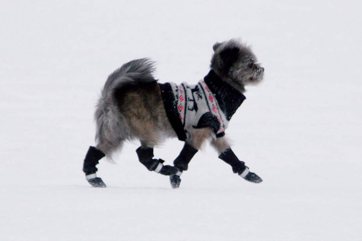 Temperature Balanced Pet Wear: The Smart Clothing Revolution Keeping Pets Comfortable Year-Round