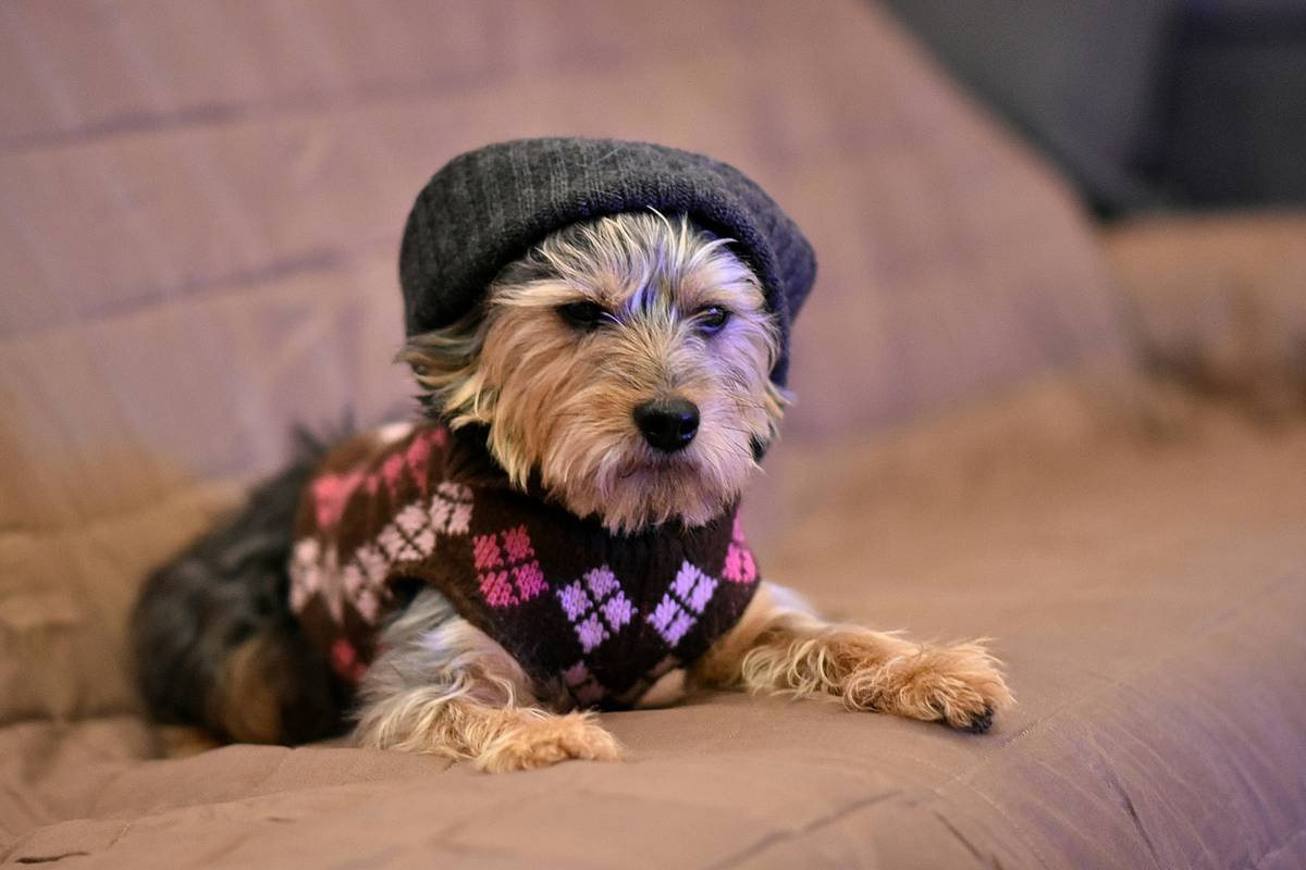 The Ultimate Pet Comfort Wear Guide: Smart Clothing That Actually Works