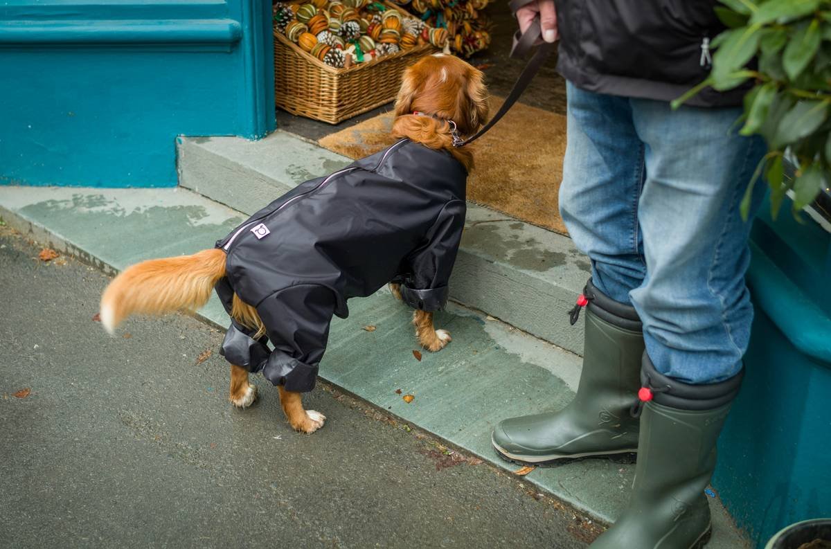 Weather Adaptive Pet Clothing: The Smart Solution for Every Season (and Every Soggy Pup)