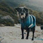 Why Your Dog Deserves a Pet GPS Tracking Jacket (And How to Pick the *Right* One)