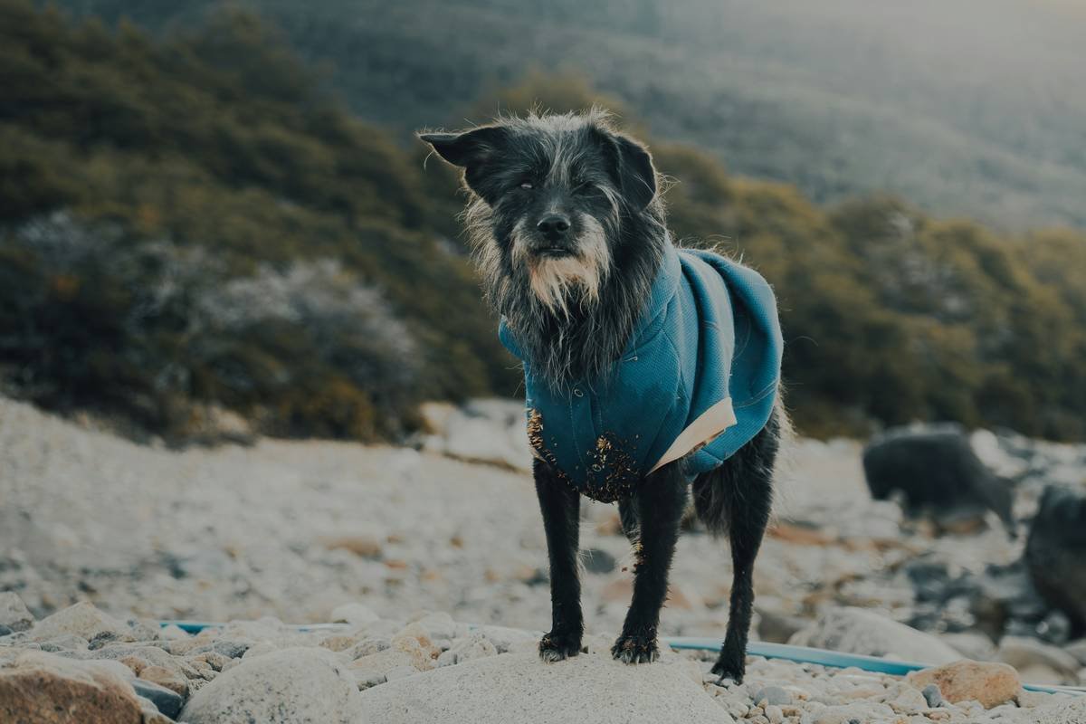 Why Your Dog Deserves a Pet GPS Tracking Jacket (And How to Pick the *Right* One)