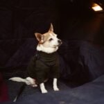 Why Your Dog Is Overheating in That Sweater—And How Breathable Pet Clothing Solves It
