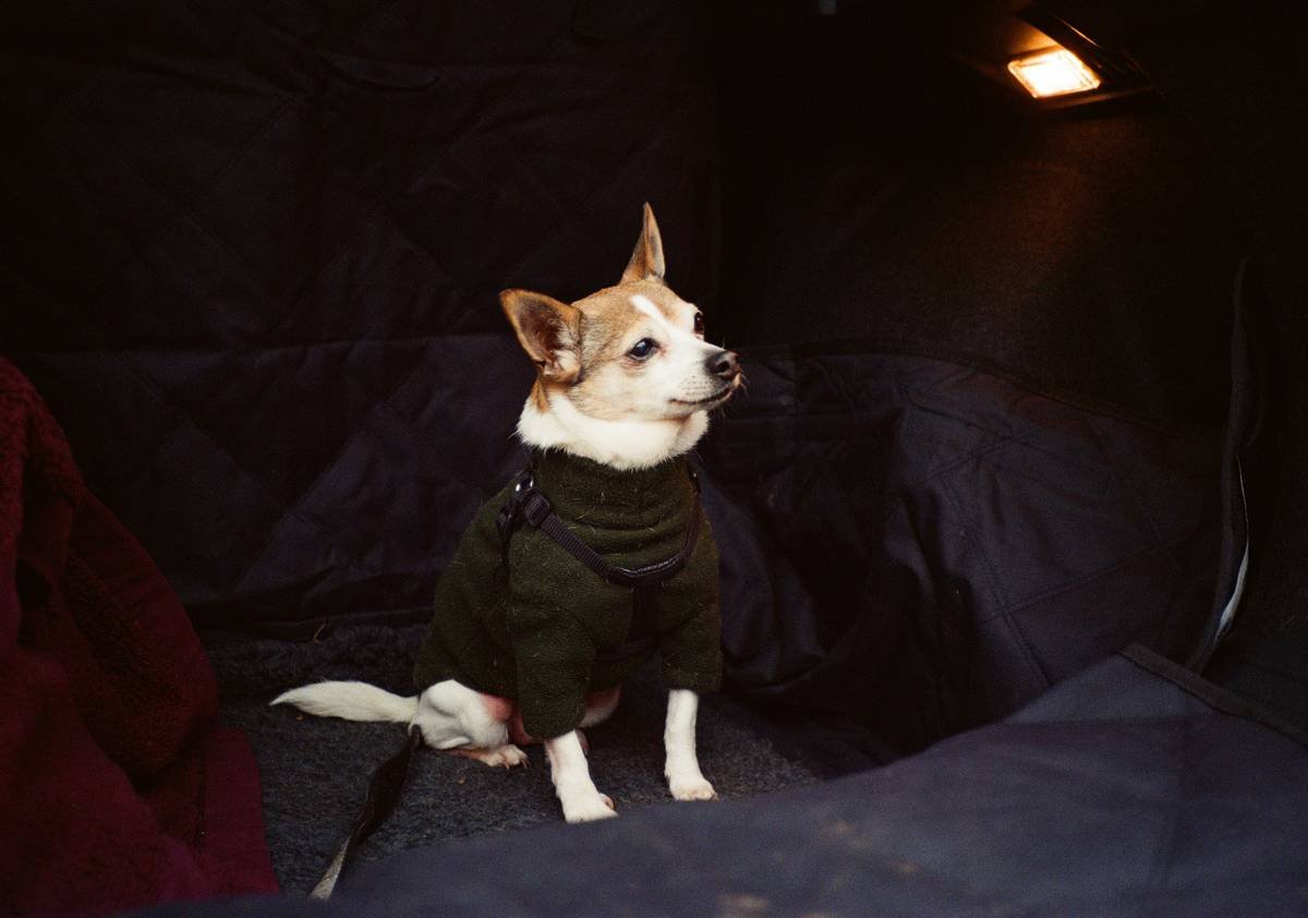 Why Your Dog Is Overheating in That Sweater—And How Breathable Pet Clothing Solves It