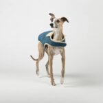 Why Your Dog’s Sweater Could Be a Silent Heat Hazard—And How Pet Clothing Heat Regulation Saves Lives
