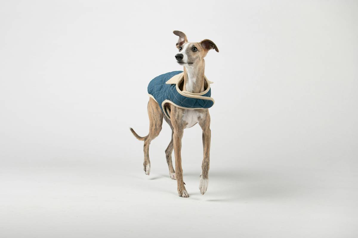 Why Your Dog’s Sweater Could Be a Silent Heat Hazard—And How Pet Clothing Heat Regulation Saves Lives