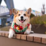 Why Your Pet Hates Their "Smart" Outfit—And How Pet Wear Comfort Design Fixes It