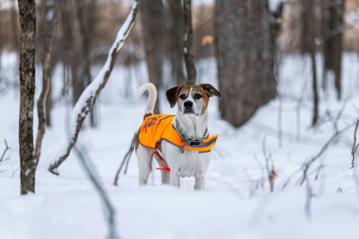 Winter Heated Pet Wear: The Smart Way to Keep Your Dog Warm (Without the Guilt)