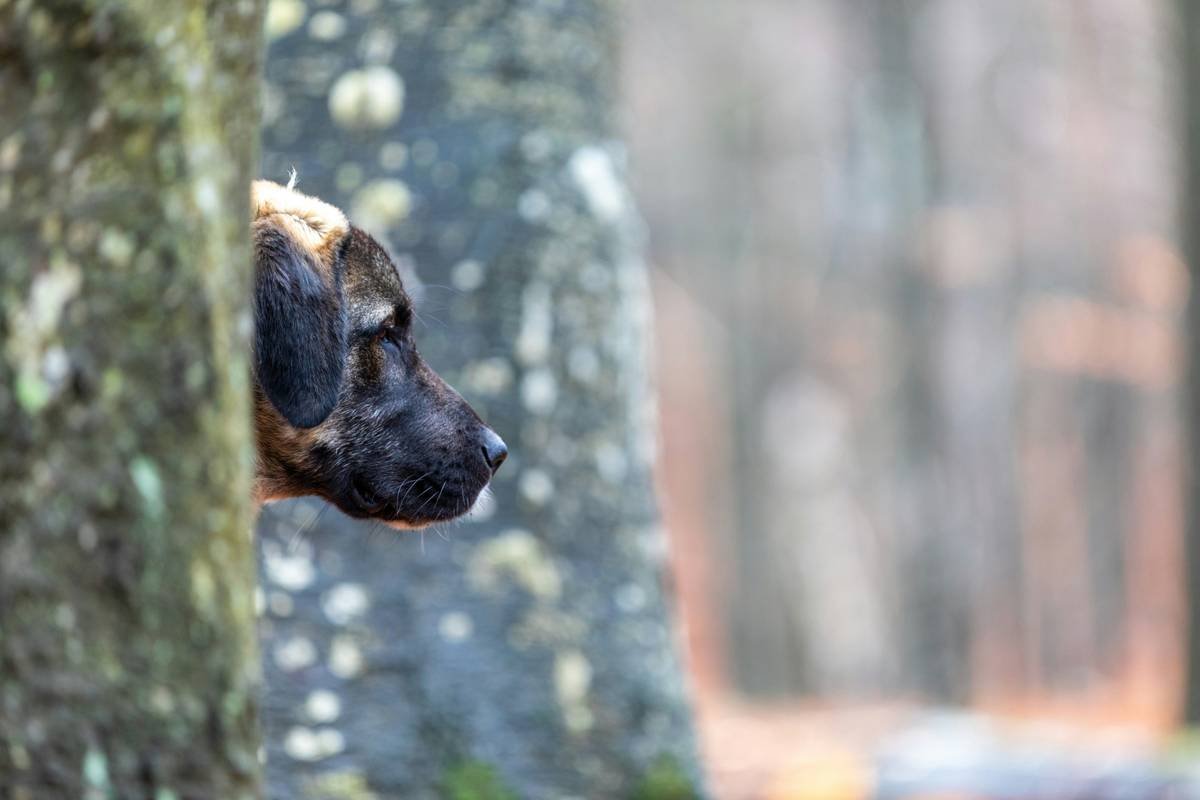 a dog looking out of a window