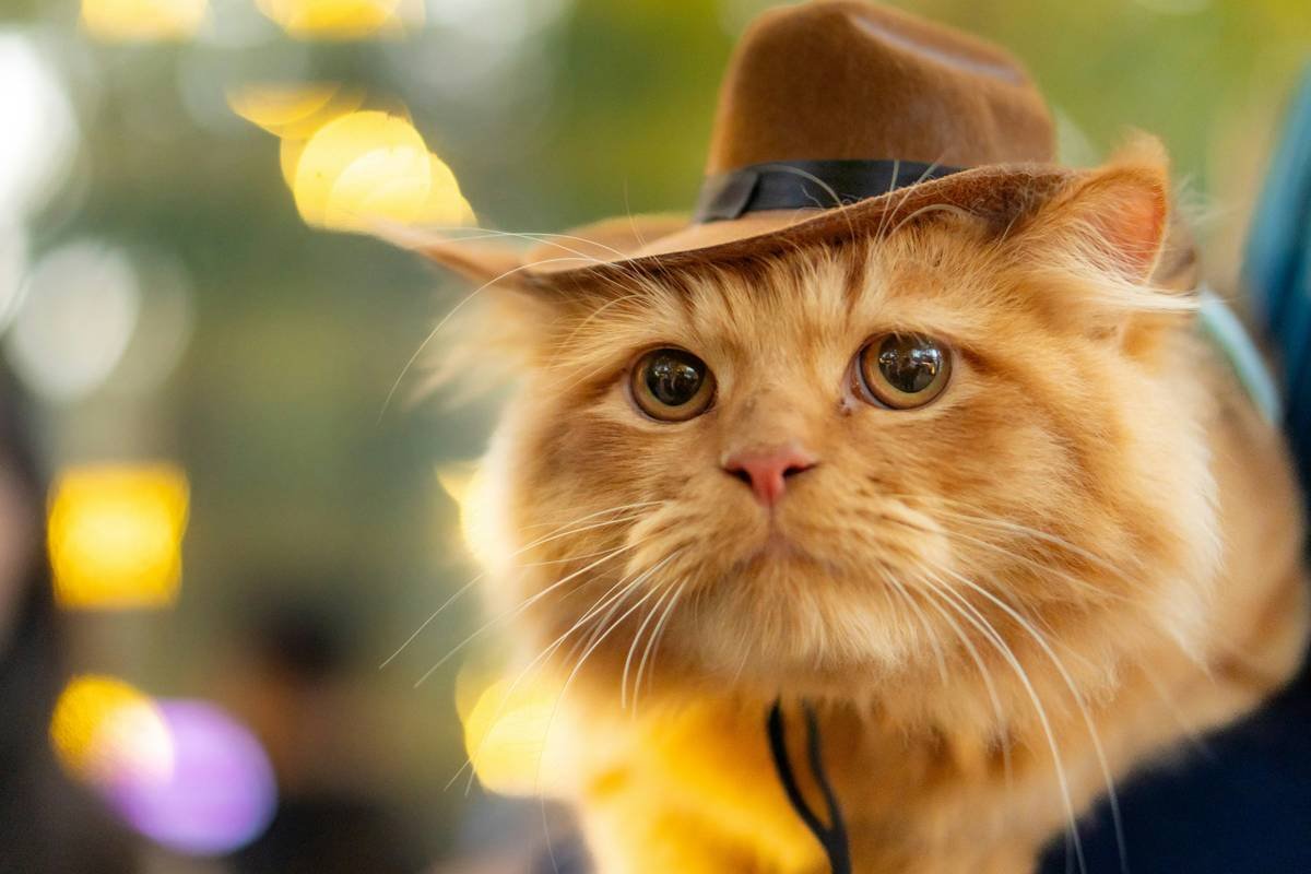 A fluffy orange cat wearing a cowboy hat