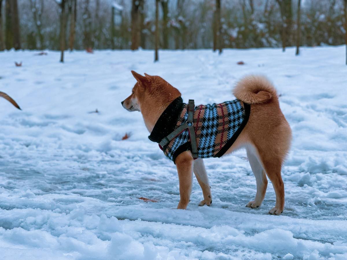 Akita in the Snow