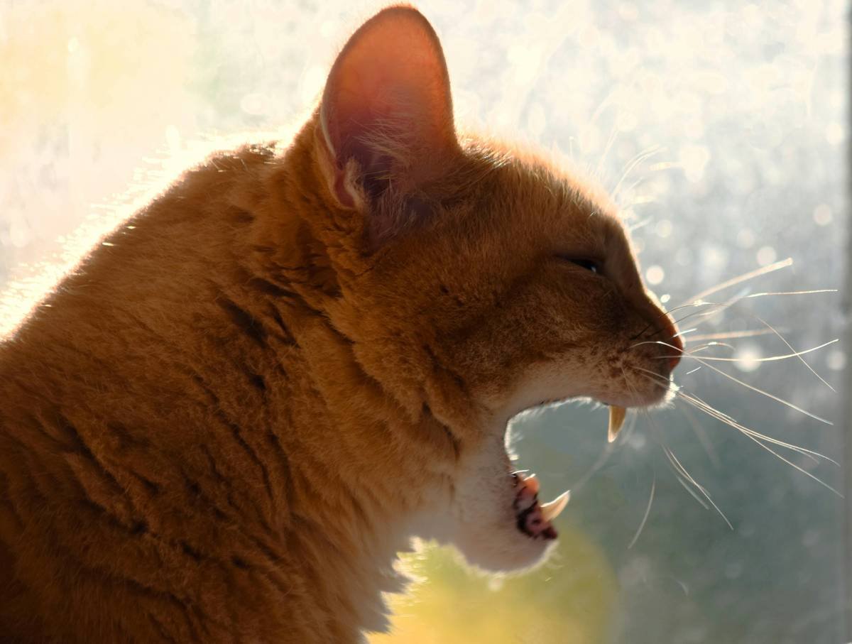 an orange cat yawns while sitting on a window sill