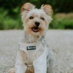 GPS Pet Apparel Guide: The Smart, Safe & Stylish Way to Track Your Furry Escape Artist