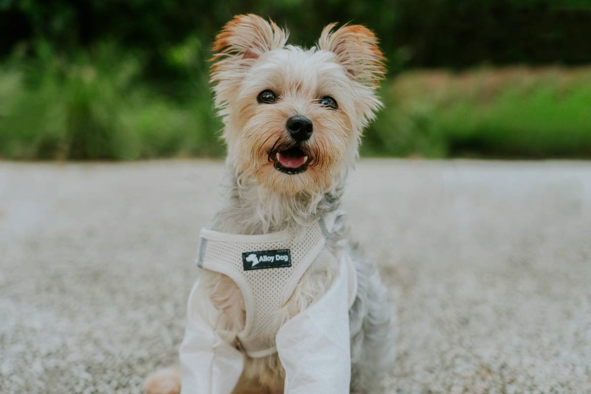 GPS Pet Apparel Guide: The Smart, Safe & Stylish Way to Track Your Furry Escape Artist