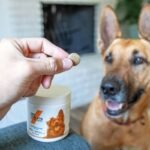 Heatshield Pet Clothing: The Smart, Science-Backed Way to Keep Your Dog Cool (Without Turning Your Backyard Into a Glacier)