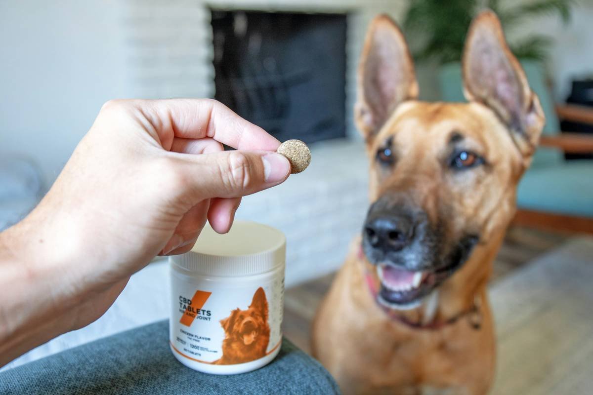 Heatshield Pet Clothing: The Smart, Science-Backed Way to Keep Your Dog Cool (Without Turning Your Backyard Into a Glacier)