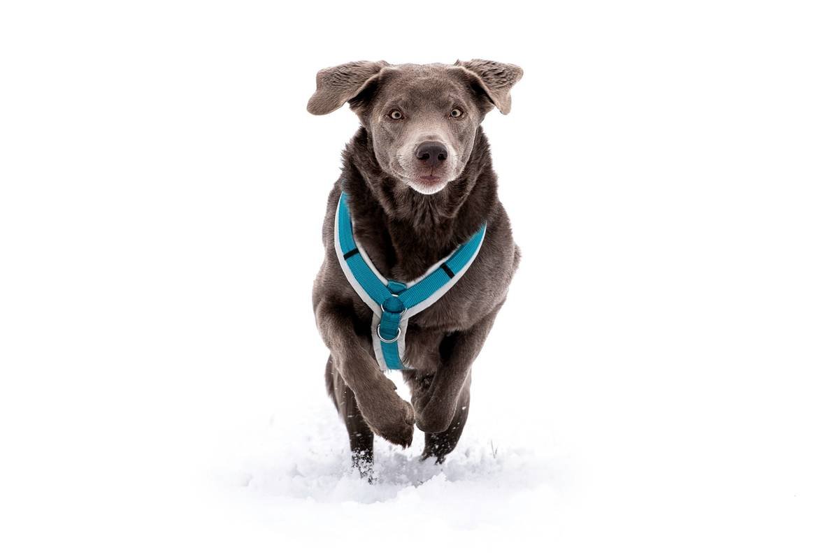 Infographic comparing GPS collar failure rates vs. GPS-integrated pet clothing retention rates showing 92% success for clothing