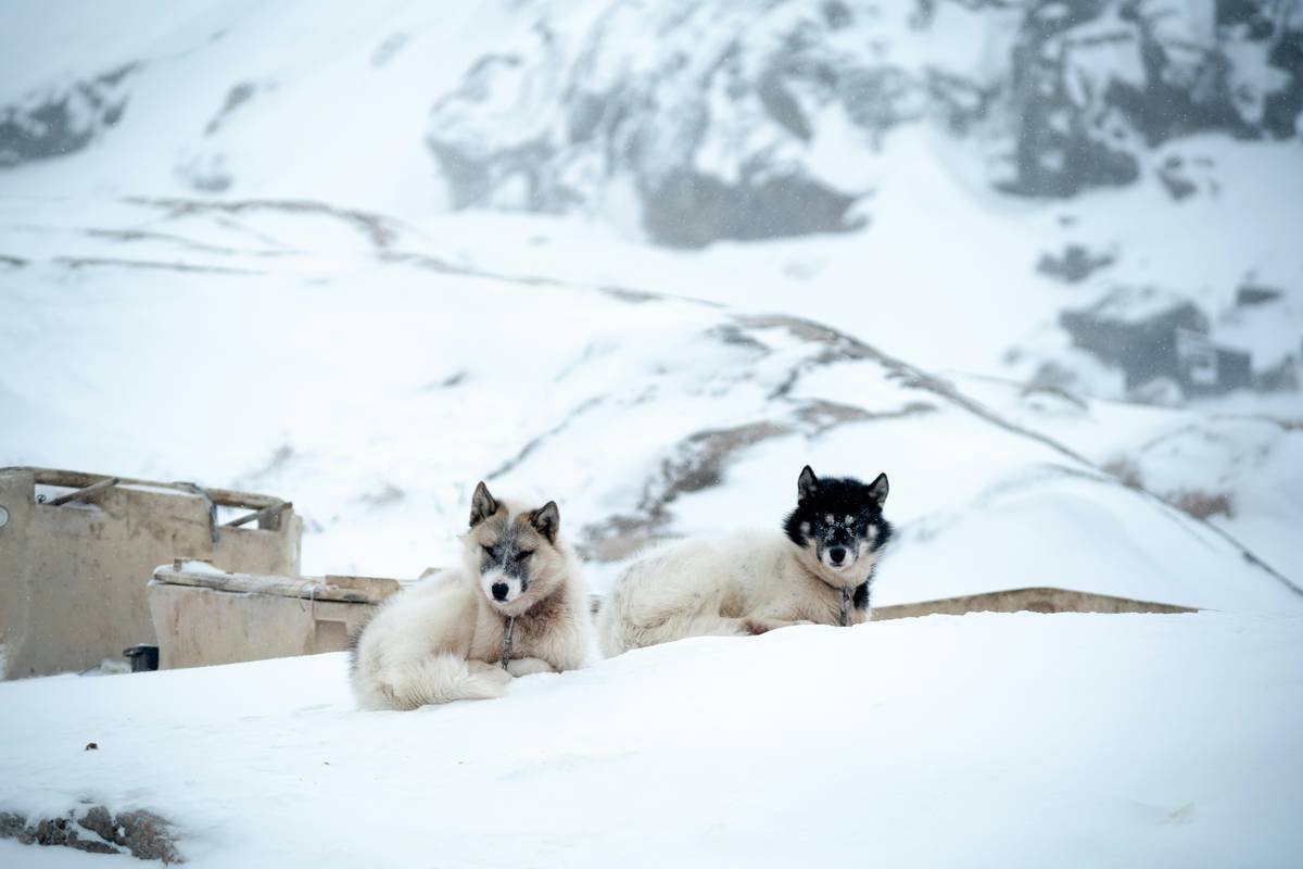 Infographic comparing heat retention of standard dog coat vs warmtail heated clothing at temperatures from 50°F to 10°F