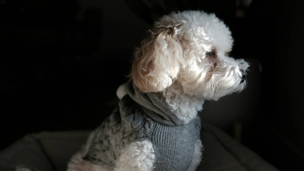 Infographic showing cortisol spikes in dogs wearing poorly fitted vs. comfort-tech clothing, with data points from Frontiers in Veterinary Science 2022