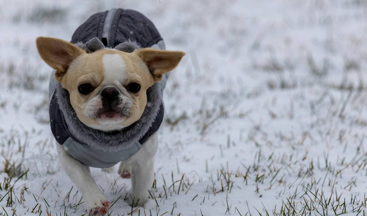 Infographic showing dog breeds at high risk for cold stress: small, senior, short-coated, and medically compromised pets.