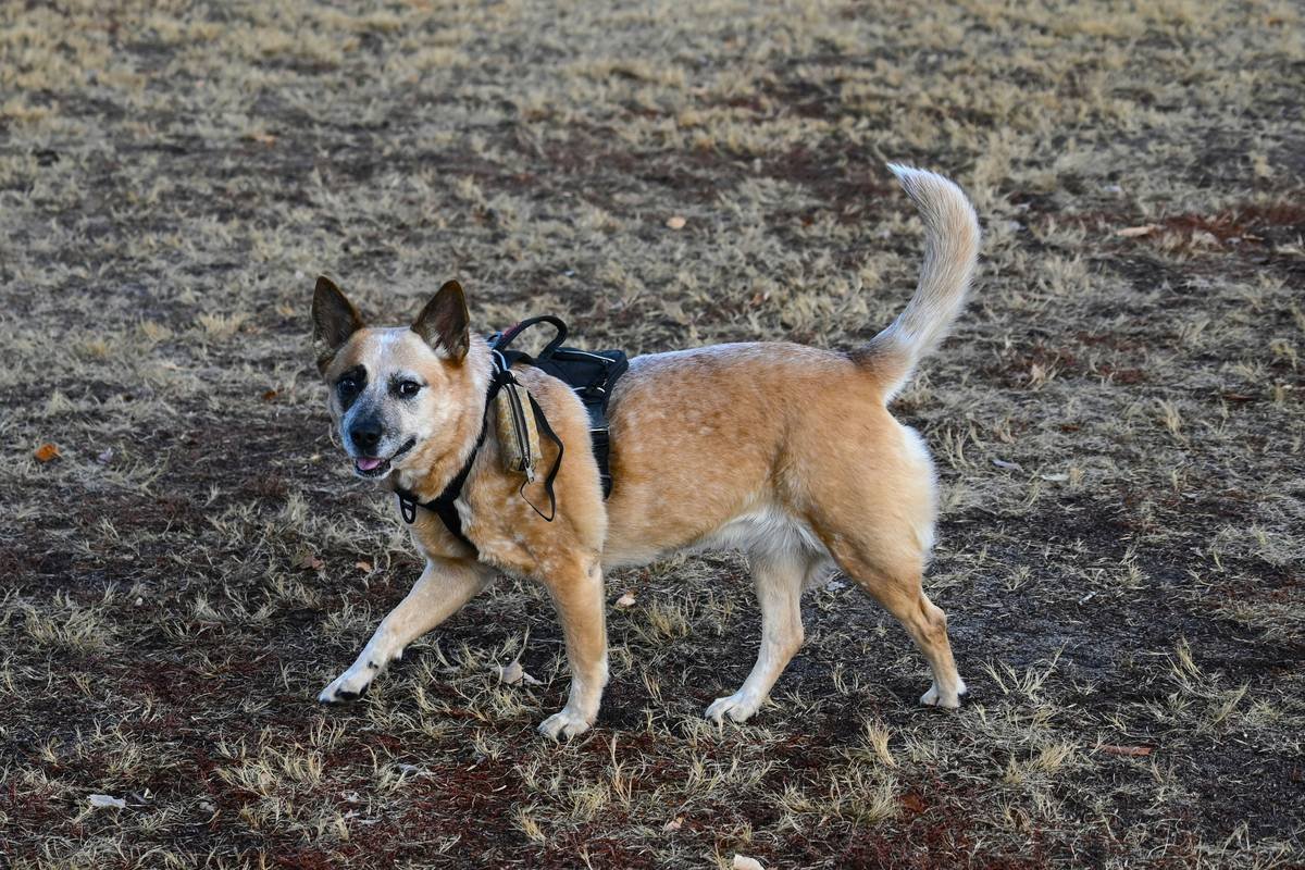 Infographic showing dog gait cycle with zones where clothing should never restrict: shoulders, elbows, hips, hocks. Red X marks tight collars, underarm seams, and leg bands.